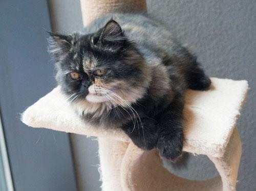 【训练猫打滚】训练宠物猫猫在地上打滚的方法