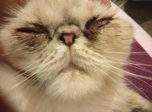 猫咪为什么总是流眼泪，猫咪流泪是什么原因引起的？