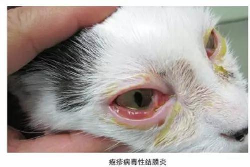 猫咪为什么总是流眼泪，猫咪流泪是什么原因引起的？