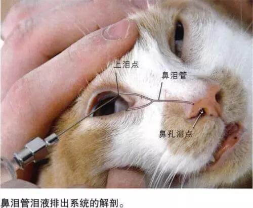 猫咪为什么总是流眼泪，猫咪流泪是什么原因引起的？