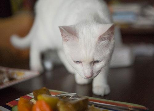 训练调皮宠物猫的方法|非常有效