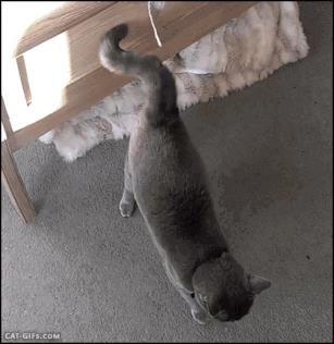 猫咪摇动尾巴是什么含义？