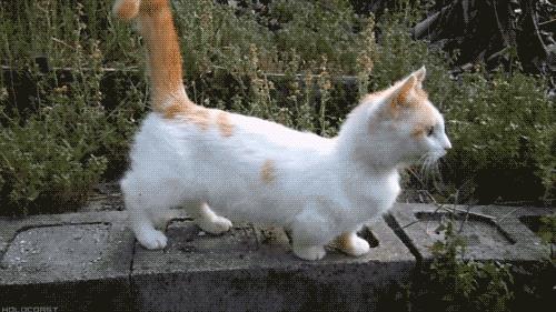 猫咪摇动尾巴是什么含义？