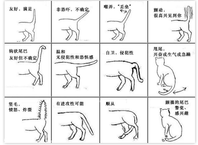 猫咪摇动尾巴是什么含义？
