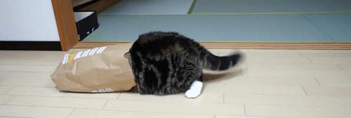 猫咪摇动尾巴是什么含义？