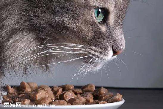应该如何正确的挑选猫粮？