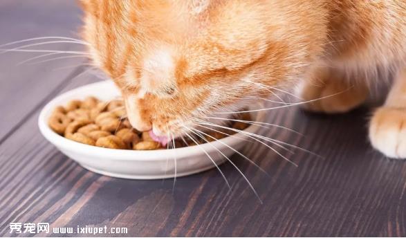 应该如何正确的挑选猫粮？