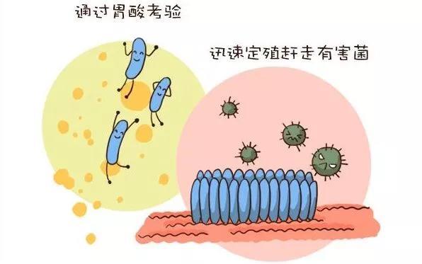 关于宠物用益生菌的六大问题！