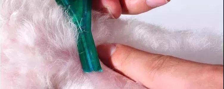 宠物肠胃如何护理？快来正确认识宠物的肠胃炎吧！
