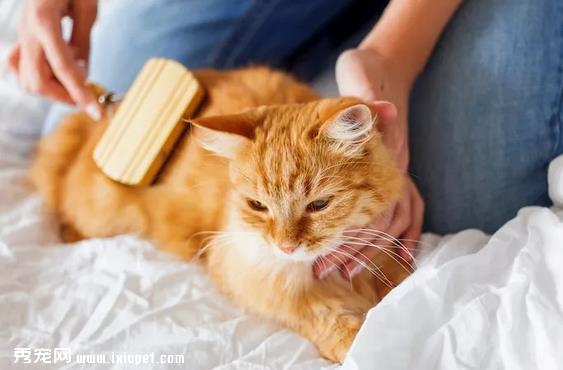 猫皮屑过敏有什么症状，应该如何改善过敏症状?