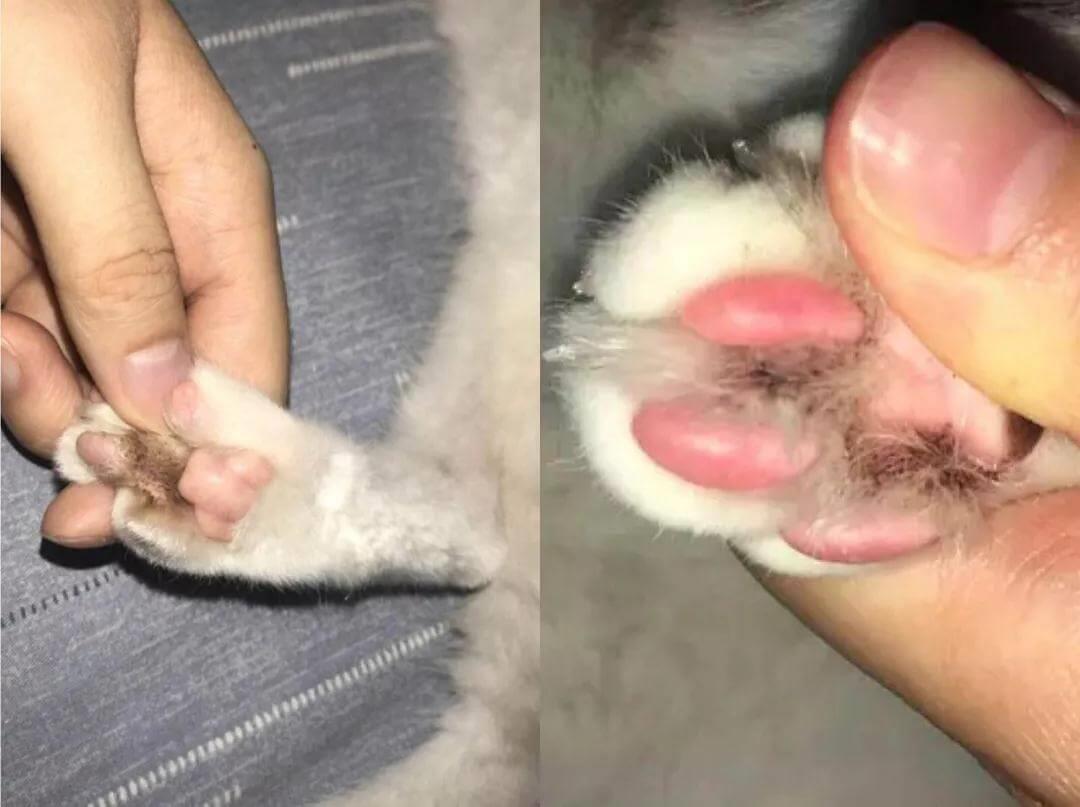 猫咪得了猫藓怎么办？猫藓又该如何预防？
