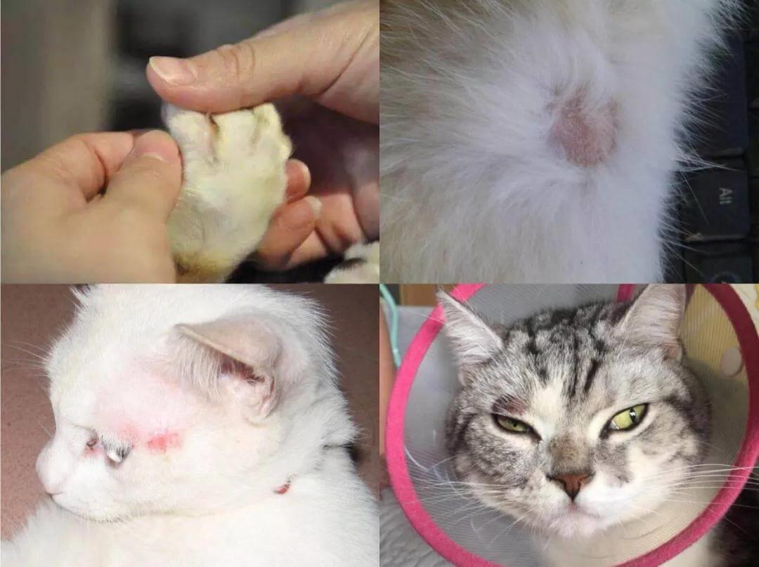 猫咪得了猫藓怎么办？猫藓又该如何预防？