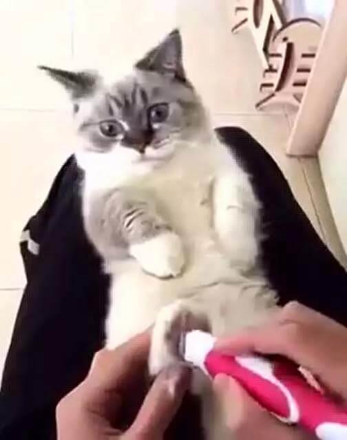 猫咪得了猫藓怎么办？猫藓又该如何预防？