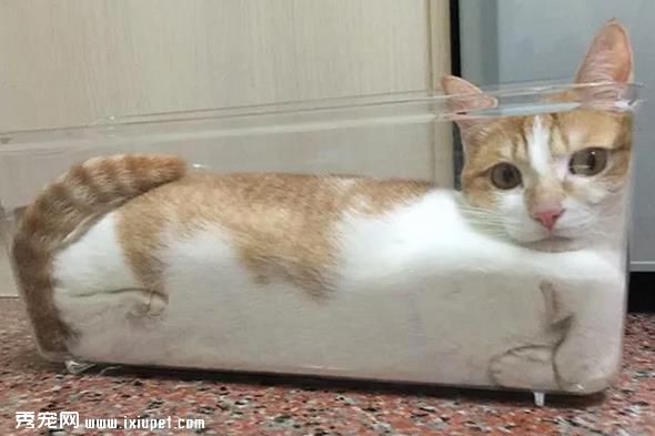 猫咪的身体是固体还是液态的?