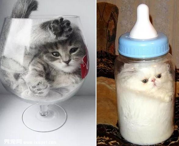 猫咪的身体是固体还是液态的?