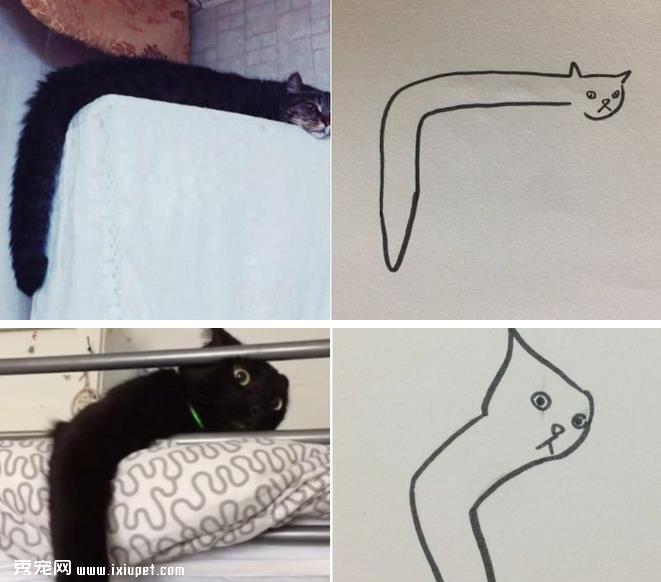 猫咪的身体是固体还是液态的?