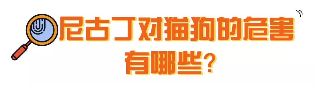 警告！你家宠物可能正在“抽烟”，快来看看尼古丁对猫狗的危害！