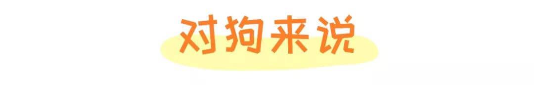 警告！你家宠物可能正在“抽烟”，快来看看尼古丁对猫狗的危害！