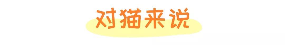 警告！你家宠物可能正在“抽烟”，快来看看尼古丁对猫狗的危害！