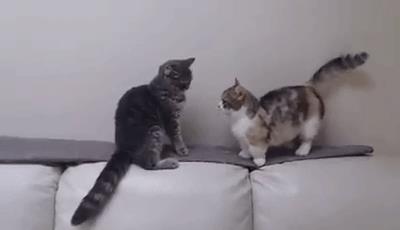 新手养猫攻略: 养猫的注意事项你了解多少