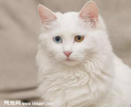 浅色猫咪更容易被晒伤吗？