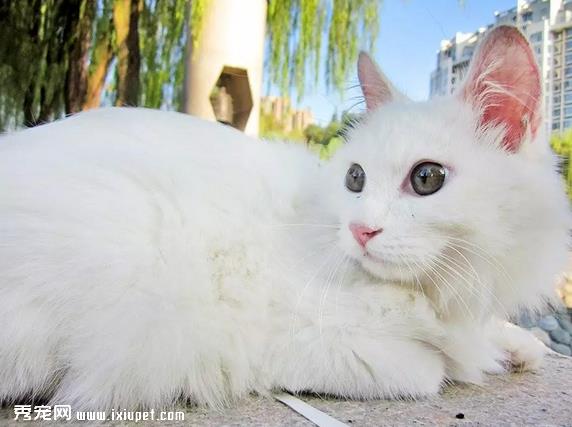 浅色猫咪更容易被晒伤吗？