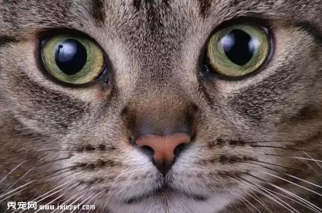 猫咪是色盲吗，猫咪眼睛看到的是什么颜色？