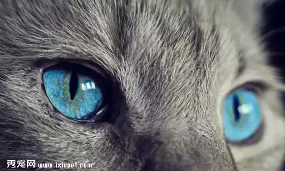 猫咪是色盲吗，猫咪眼睛看到的是什么颜色？