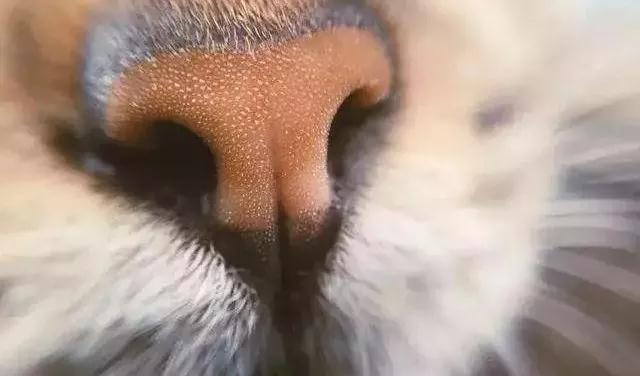 猫咪鼻子湿湿的，会不会是“感冒”了？