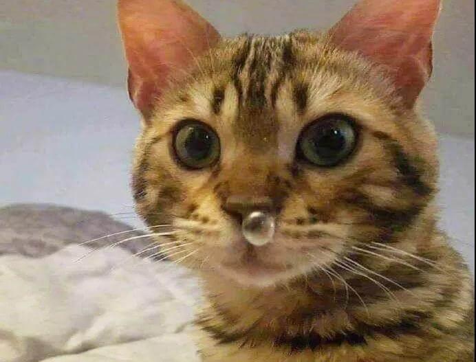 猫咪鼻子湿湿的，会不会是“感冒”了？