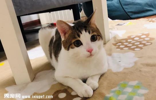 猫咪为什么喜欢蹭人？这其中的奥秘你知道吗？