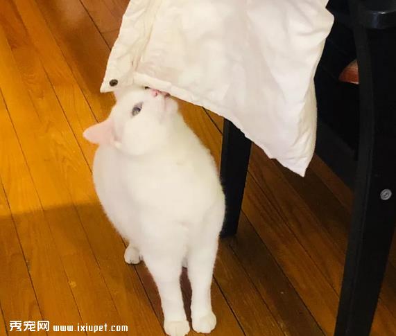 猫咪为什么喜欢蹭人？这其中的奥秘你知道吗？