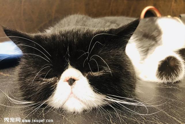 猫咪为什么喜欢蹭人？这其中的奥秘你知道吗？