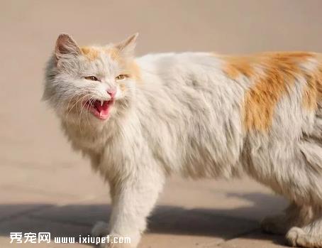 猫咪老是掉毛，除了换毛期间还有这几个原因