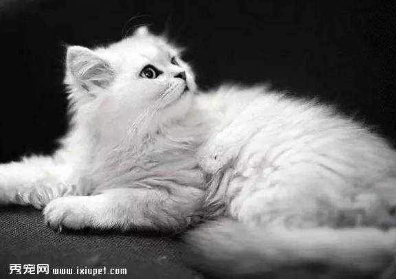 猫咪老是掉毛，除了换毛期间还有这几个原因