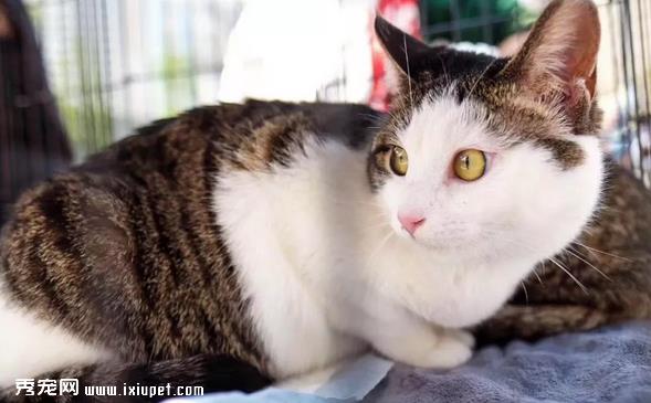 猫咪应该绝育吗 猫咪绝育有什么好处？