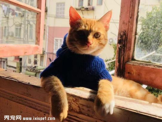 猫咪应该绝育吗 猫咪绝育有什么好处？
