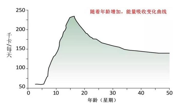 幼猫吃什么好，幼猫饮食攻略
