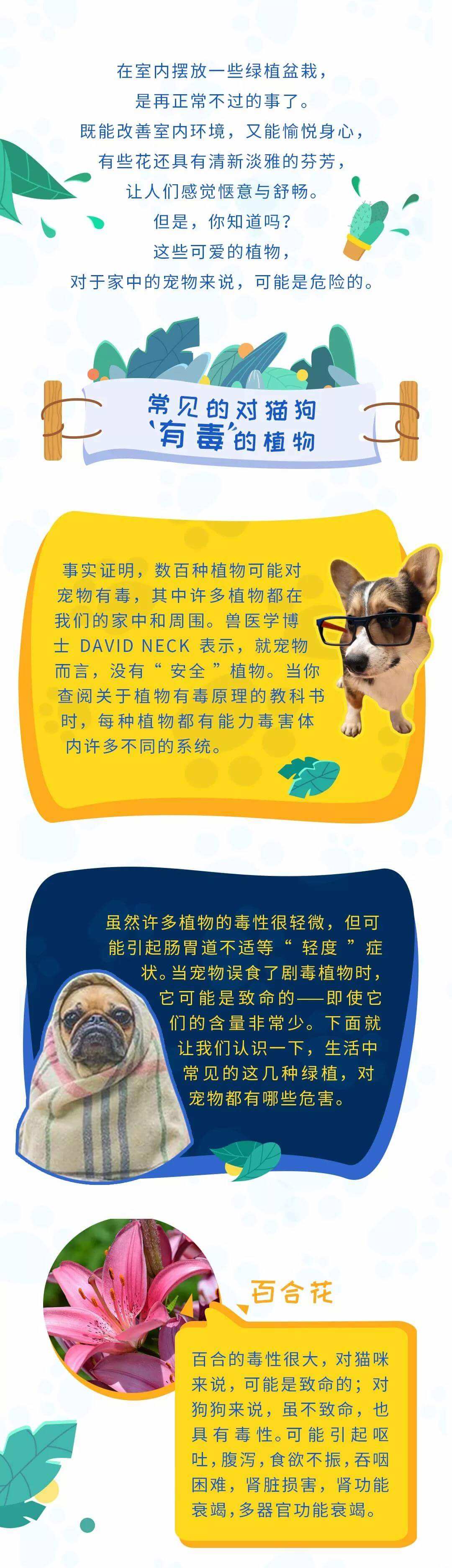 这些常见植物对你的宠物有毒，别放在家里！