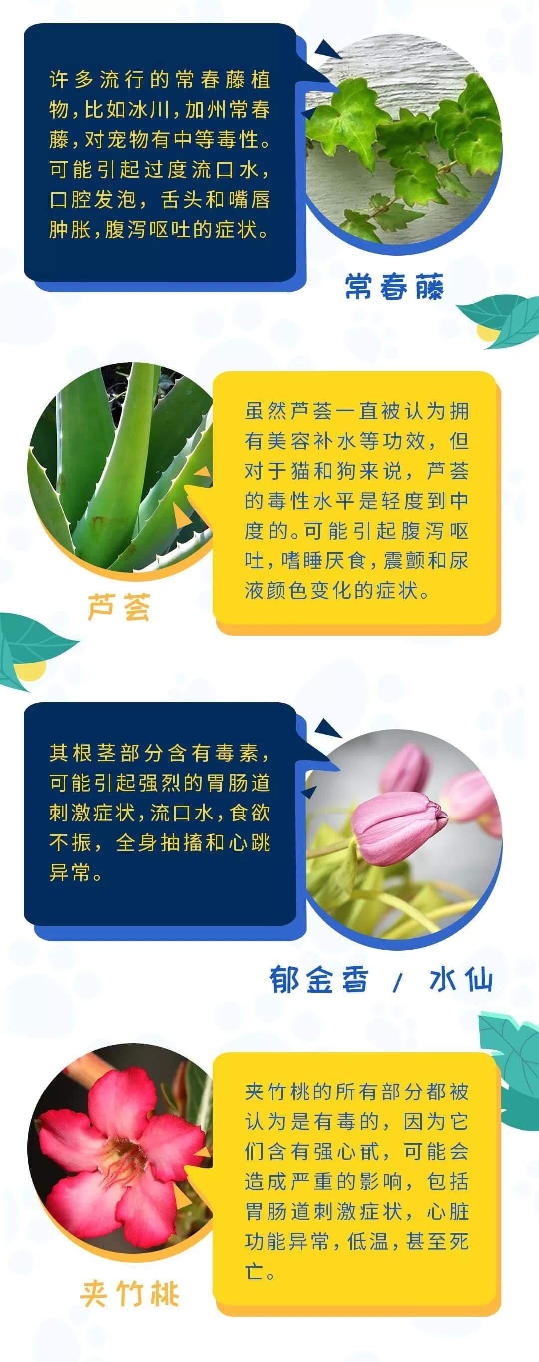 这些常见植物对你的宠物有毒，别放在家里！