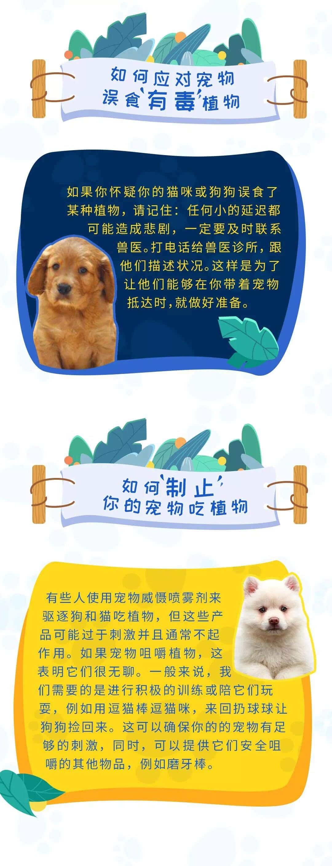 这些常见植物对你的宠物有毒，别放在家里！