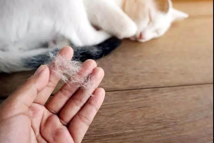 猫咪偷吃咸鱼后，躺在地上很痛苦是为什么
