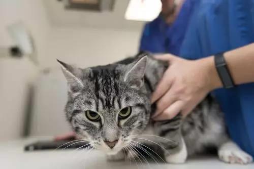 猫咪偷吃咸鱼后，躺在地上很痛苦是为什么
