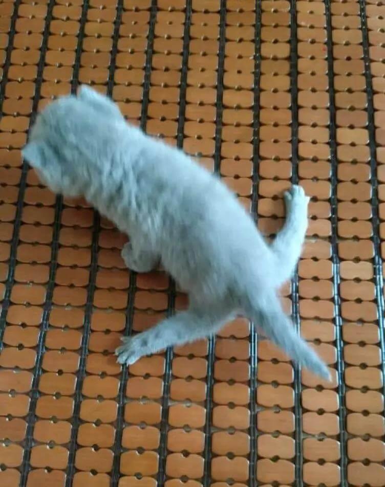 新生小猫腿部畸形的治疗方法