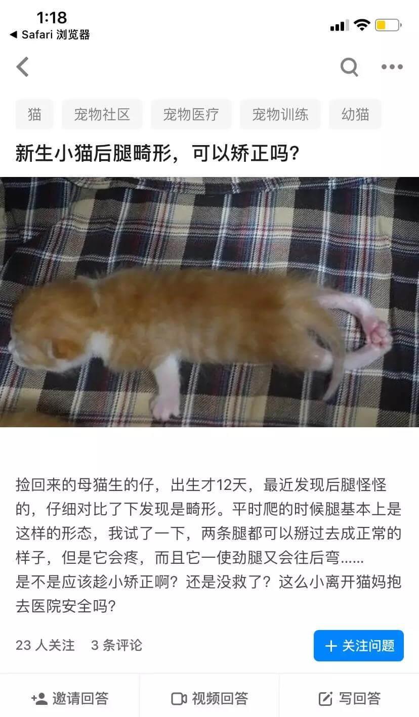 新生小猫腿部畸形的治疗方法