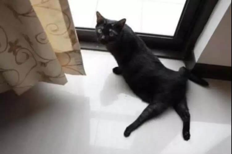新生小猫腿部畸形的治疗方法