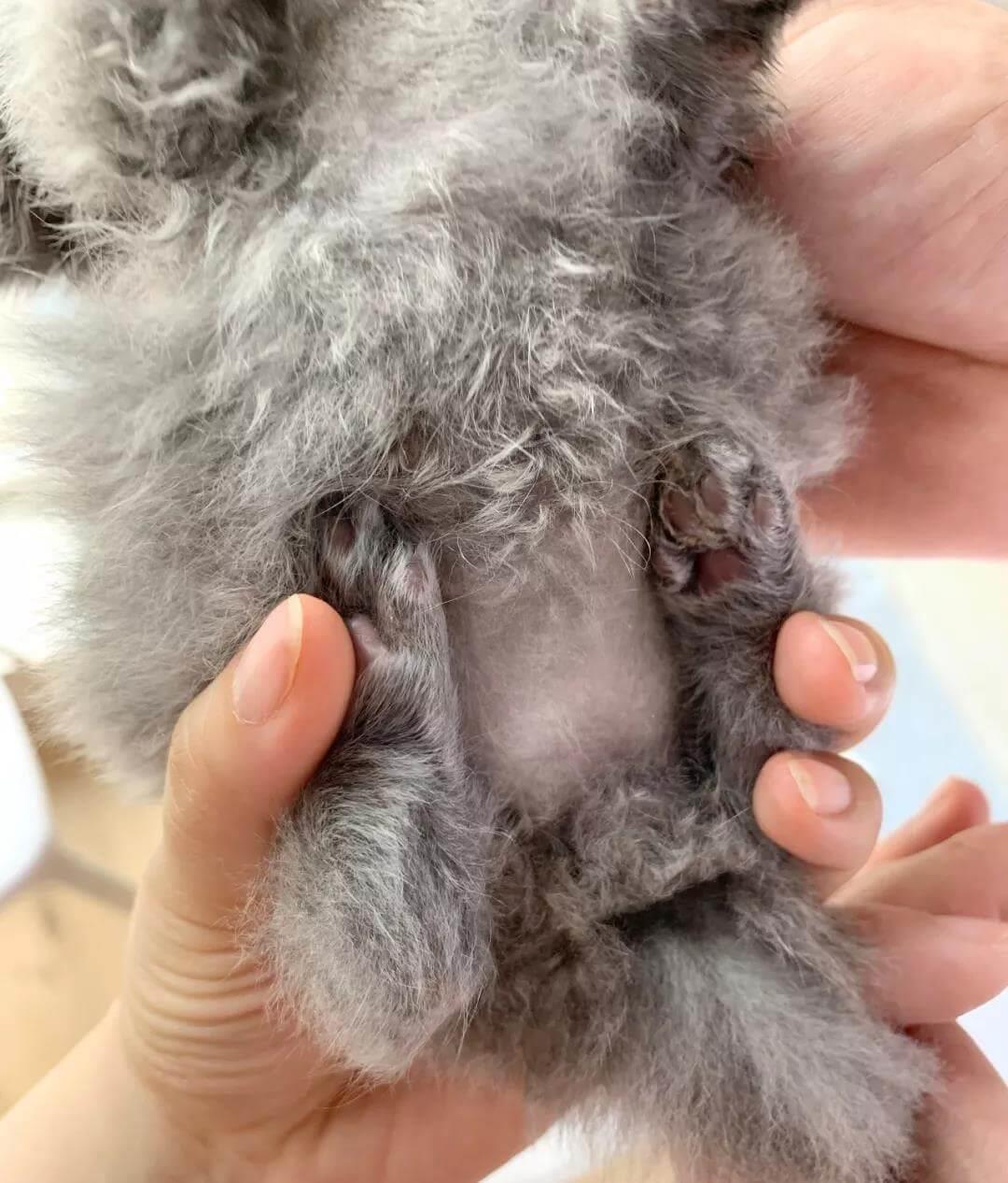 新生小猫腿部畸形的治疗方法