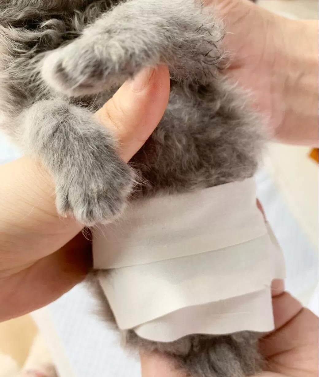 新生小猫腿部畸形的治疗方法