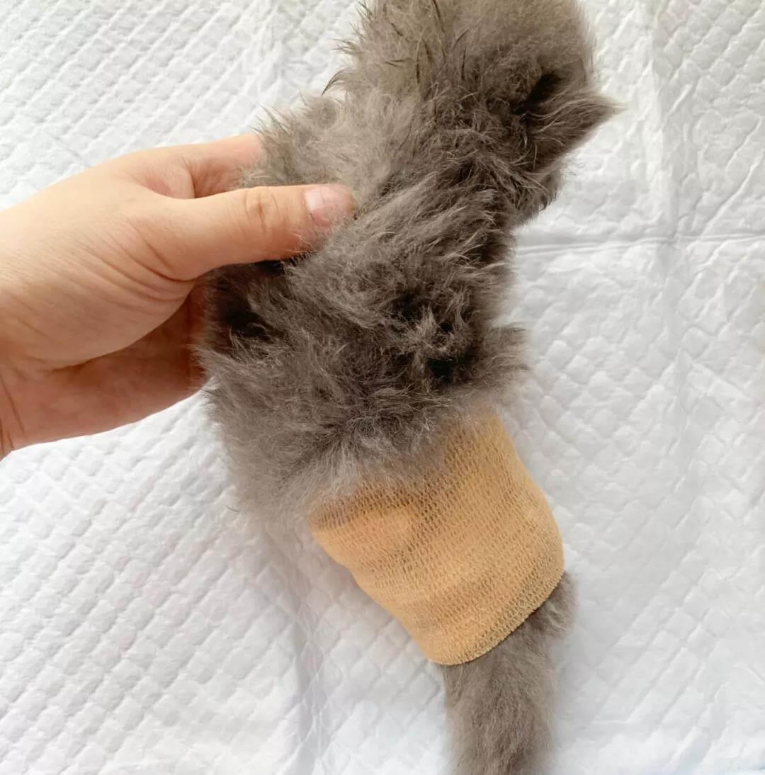 新生小猫腿部畸形的治疗方法