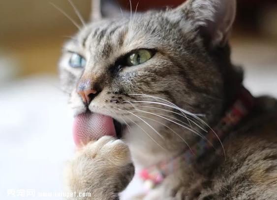 猫咪总是舔毛，对它的肠胃有影响吗?